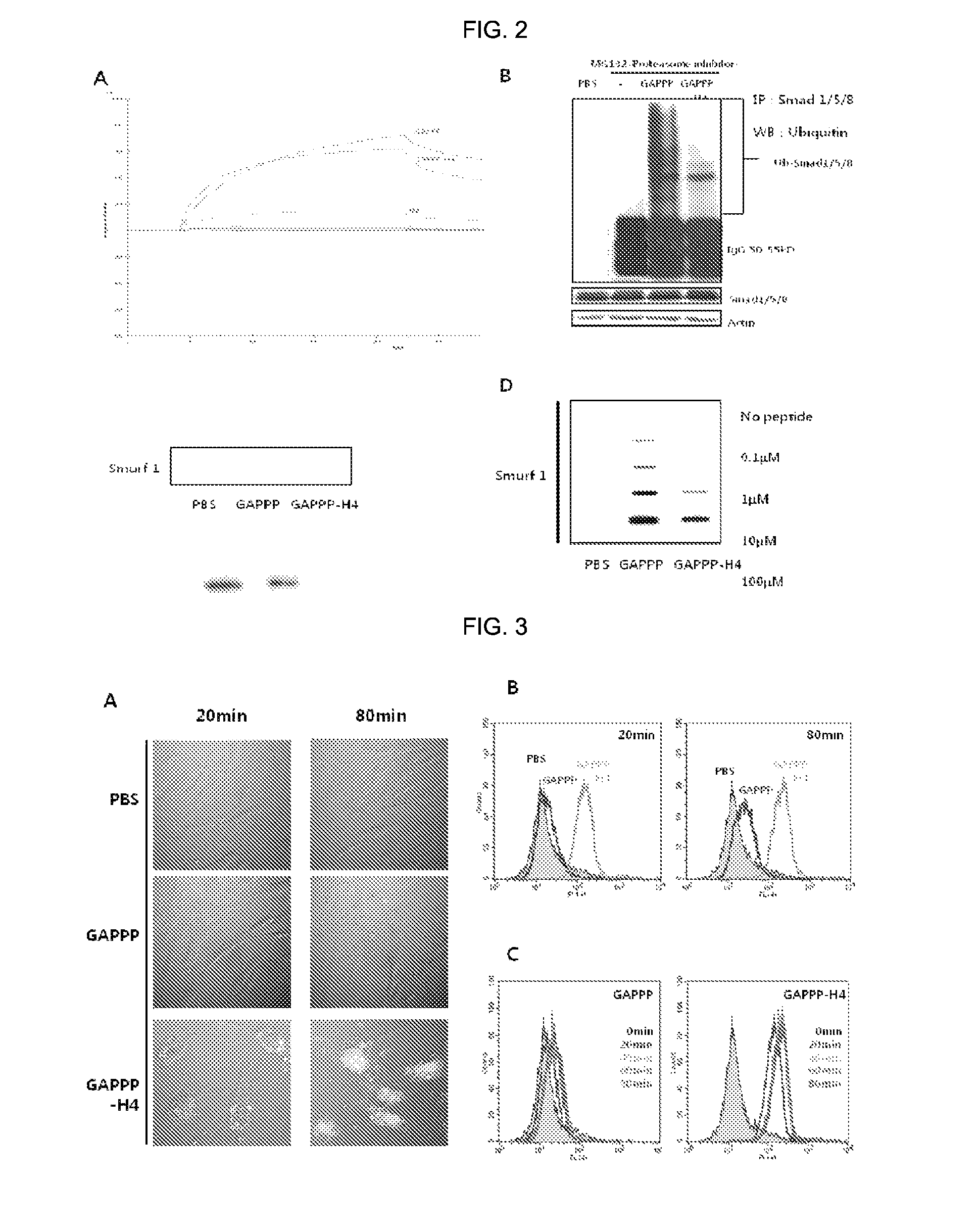 Cell-permeable peptide