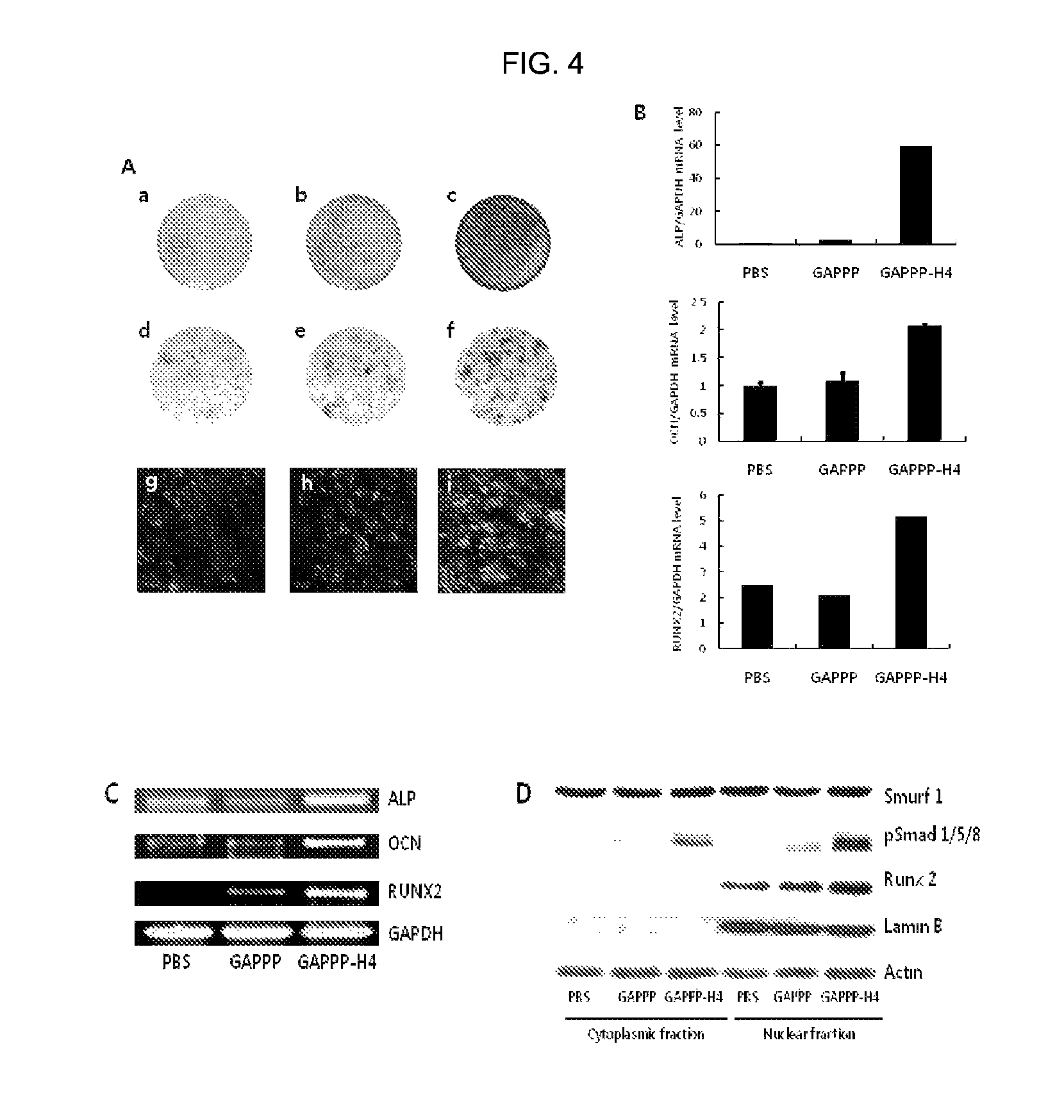 Cell-permeable peptide