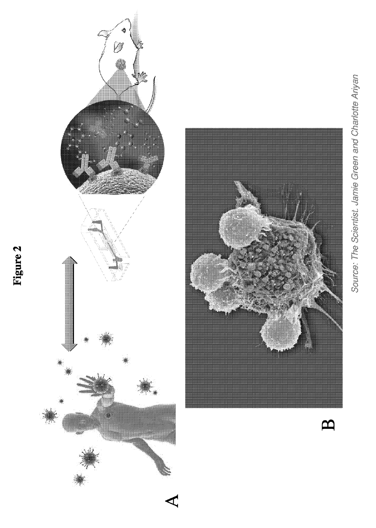 Devices, systems and methods for inhibiting invasion and metasases of cancer