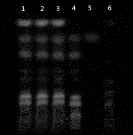 Preparation method of pubescent angelica and mistletoe decoction formula granules and quality control method thereof