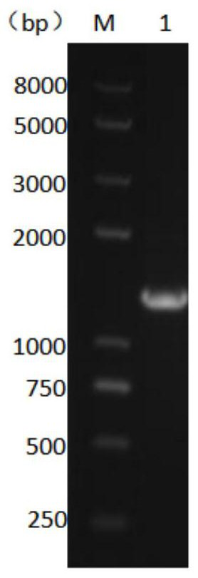 A kind of β-glucosidase with galacto-oligosaccharide synthesis ability and its expression strain and application