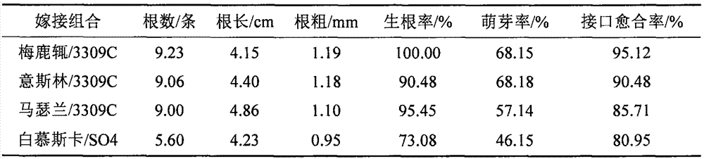 Wine grape industrialized hard-twig graft seedling cultivation method