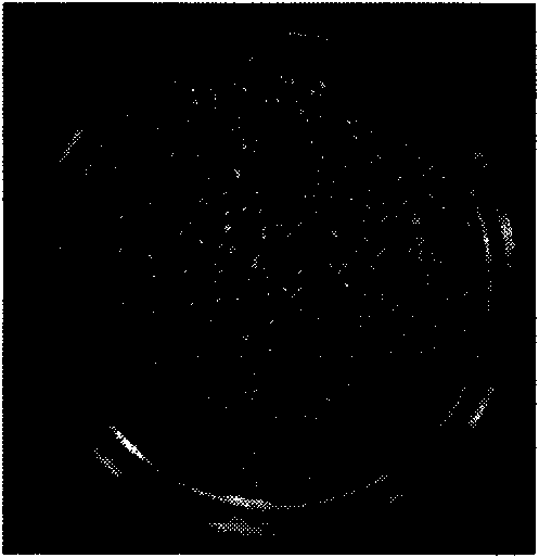 Saccharomyces cerevisiae and application thereof