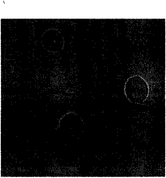 Saccharomyces cerevisiae and application thereof