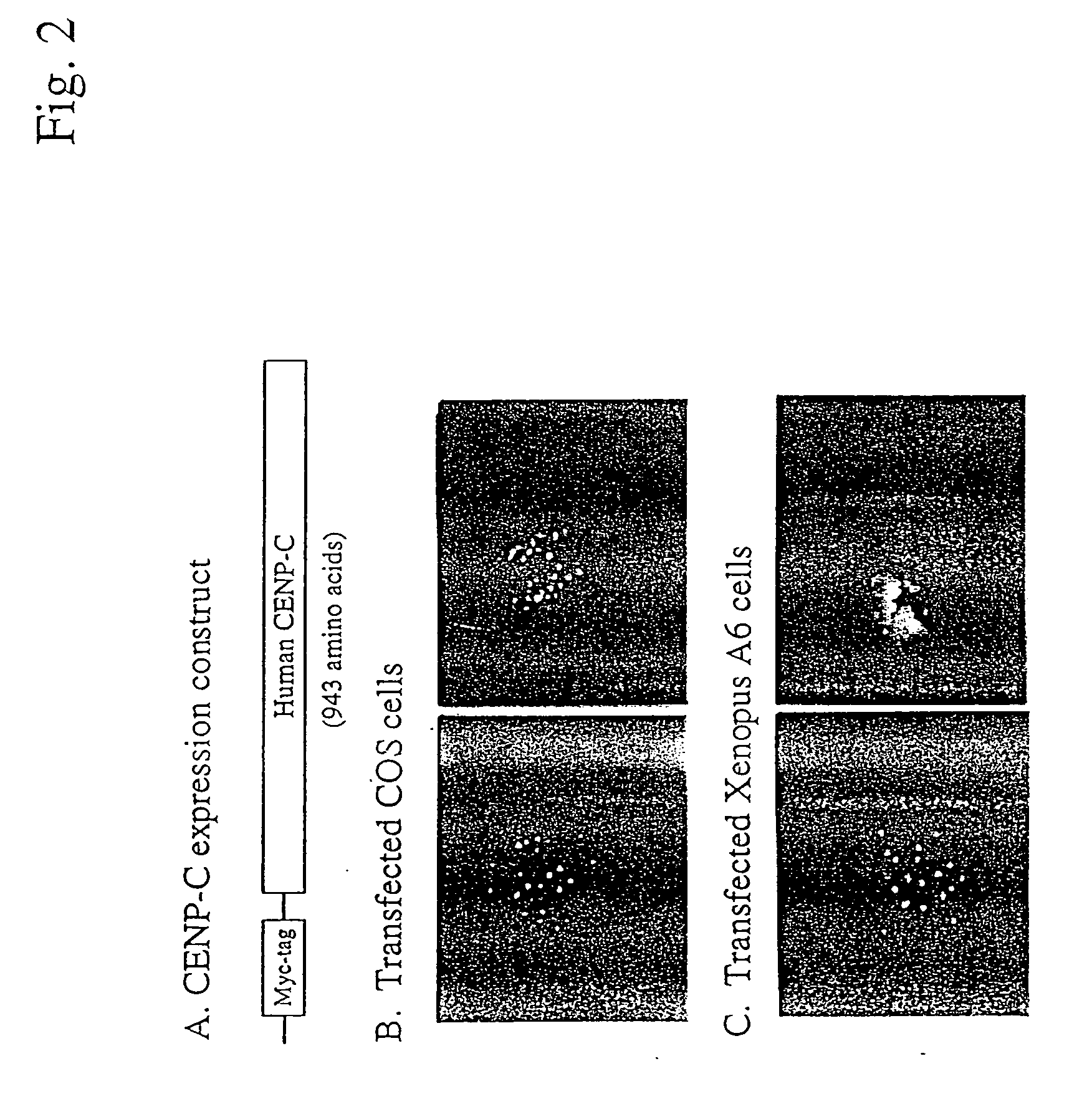 Compositions and methods for the identification of protein interactions in vertebrate cells