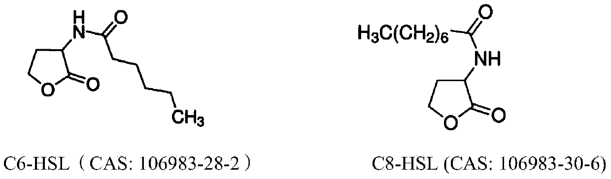 Method for quickly repairing injured anaerobic ammonium oxidation bacterium groups