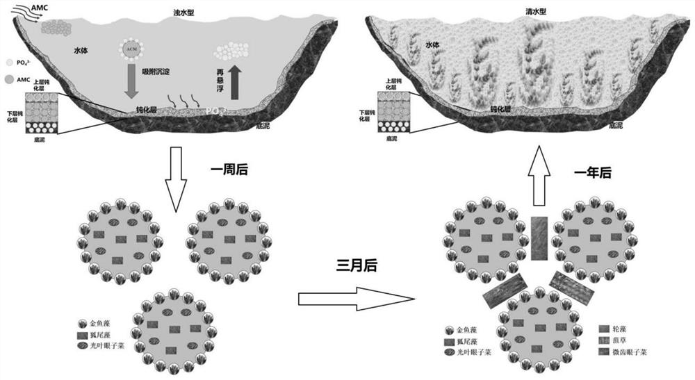 Plateau lake polluted water ecological restoration and aquatic ecosystem restoration method