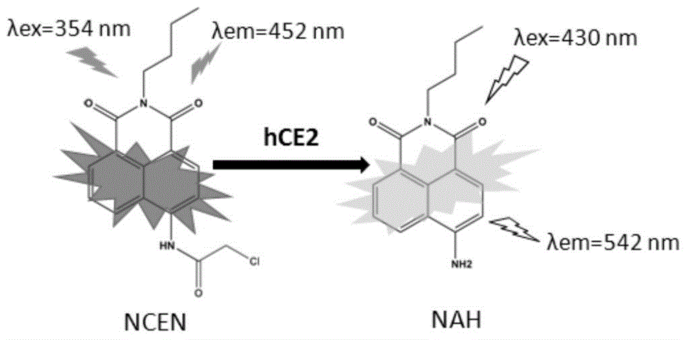 Human carboxylesterases 2 detection kit and application method and application thereof