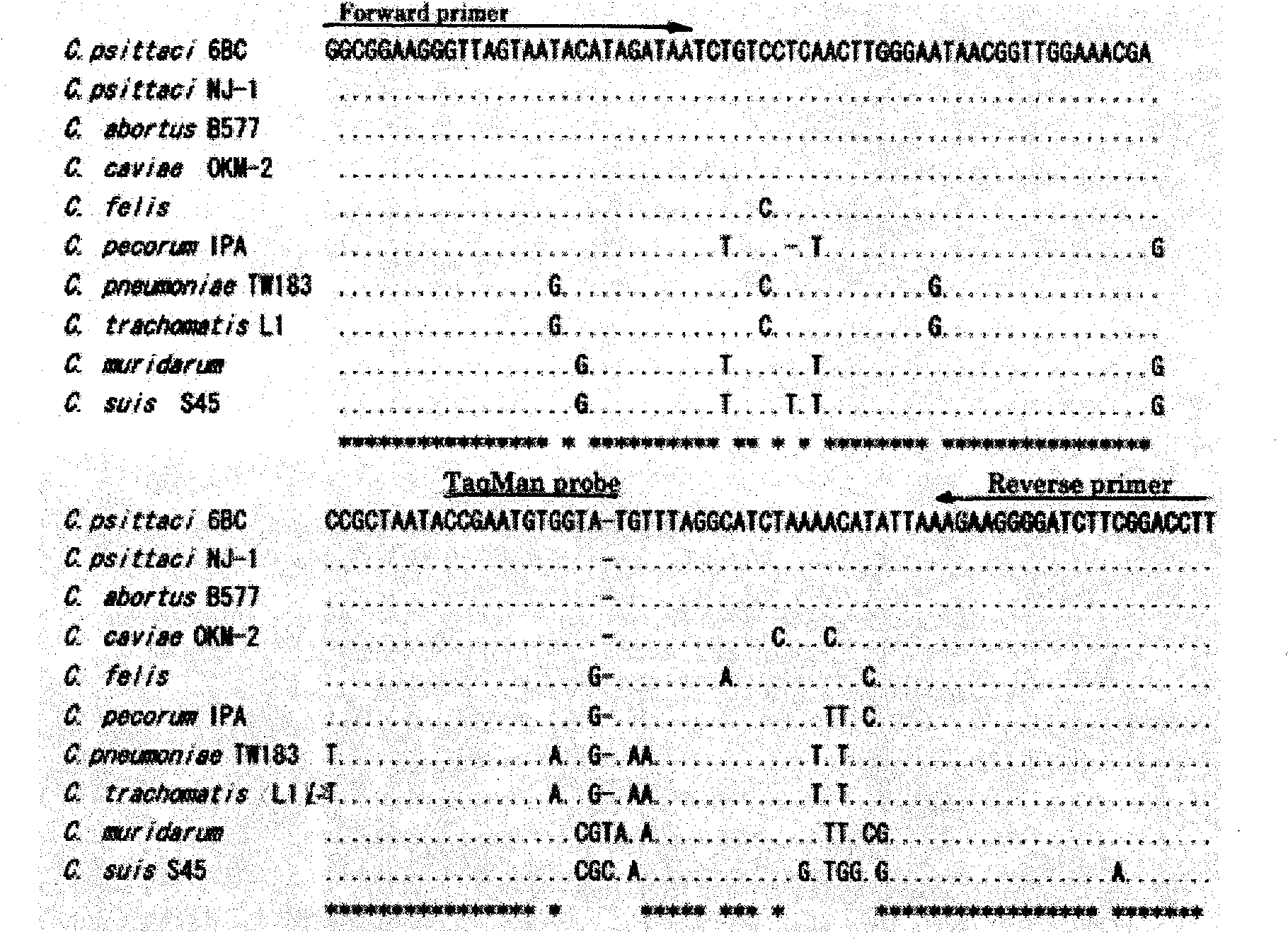 Establishing method of TaqMan probe real-time fluorescent quantitative PCR (Polymerase Chain Reaction) detection system by using 16S rRNA gene as target gene