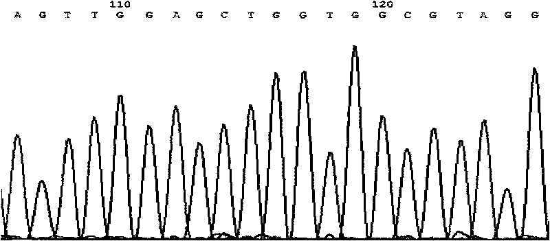 Detection method of human proto-oncogene KRAS and kit