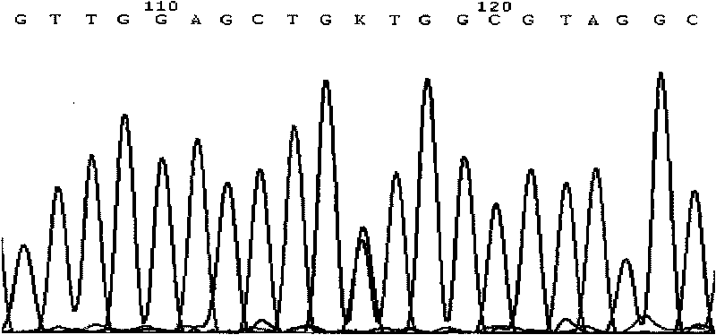 Detection method of human proto-oncogene KRAS and kit