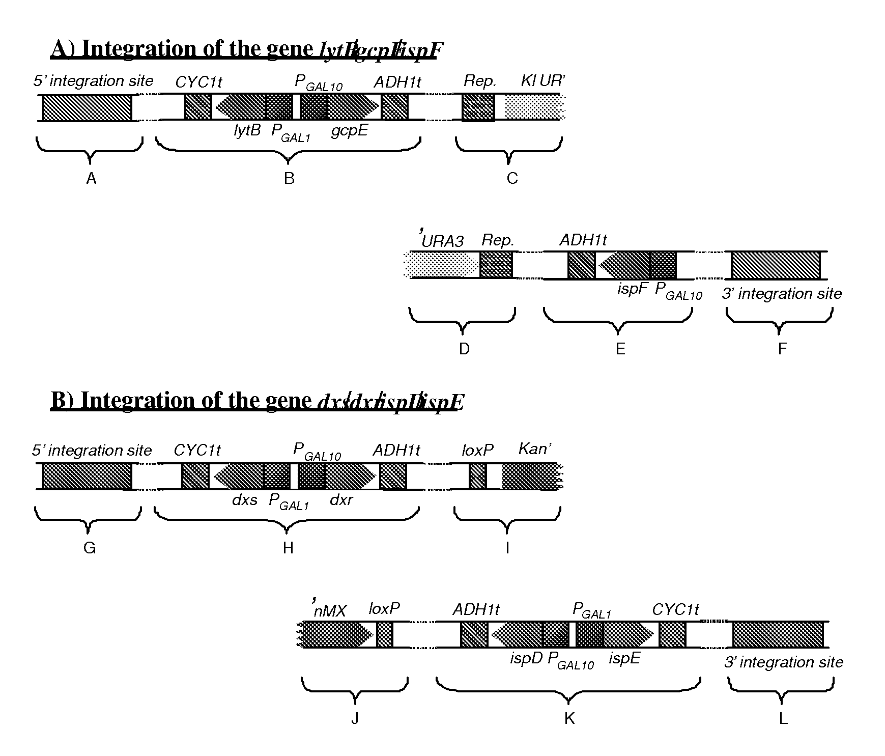 Method for producing terpenes and MEP-transformed microorganisms therefore