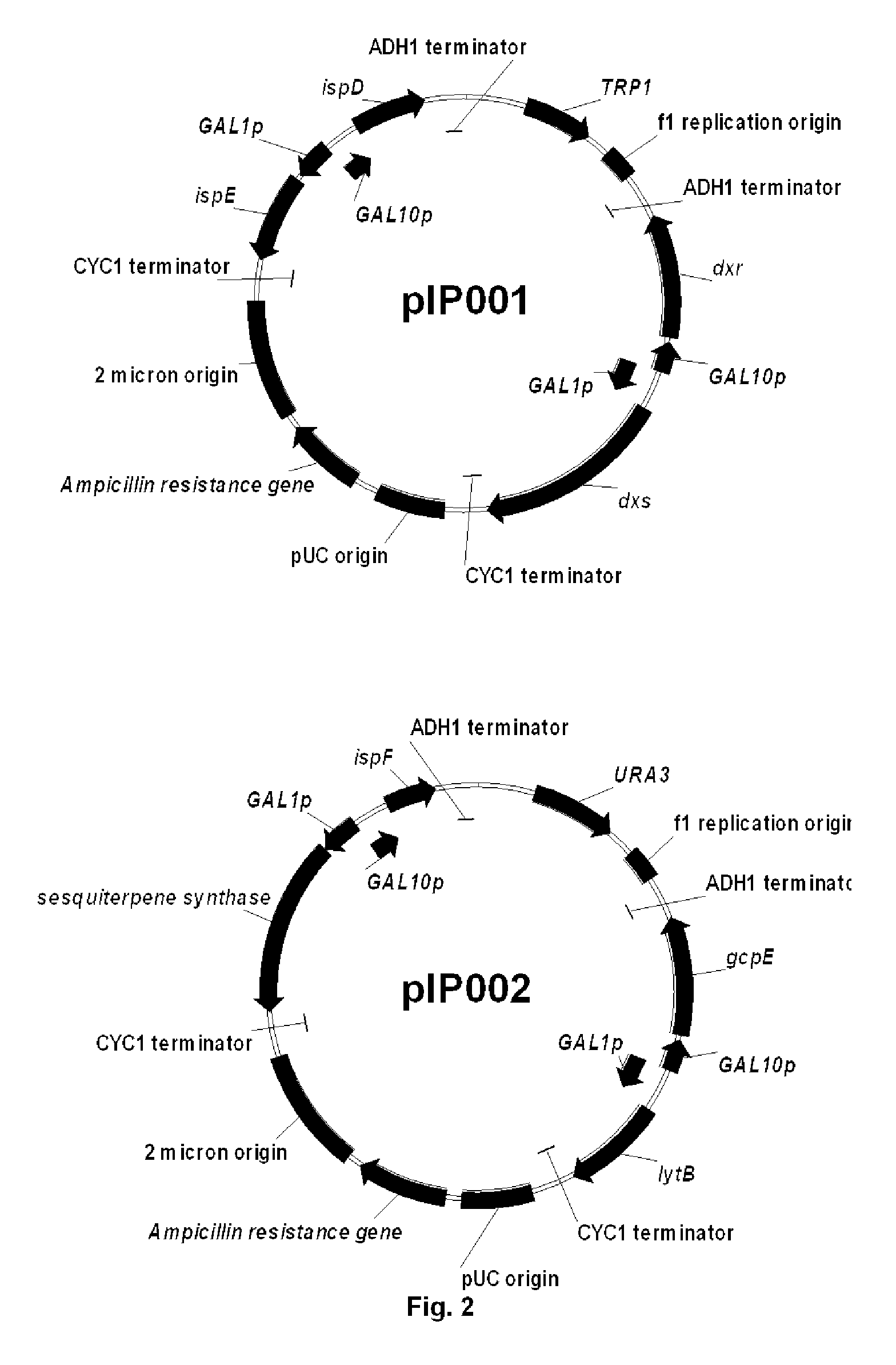 Method for producing terpenes and MEP-transformed microorganisms therefore