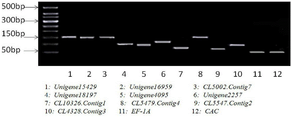 Application of CL5547.Contig2 gene to pumpkin gene expression real-time fluorogenic quantitative PCR analysis as reference gene