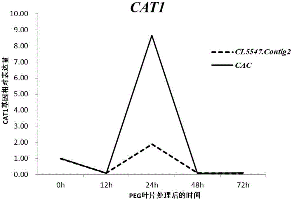 Application of CL5547.Contig2 gene to pumpkin gene expression real-time fluorogenic quantitative PCR analysis as reference gene