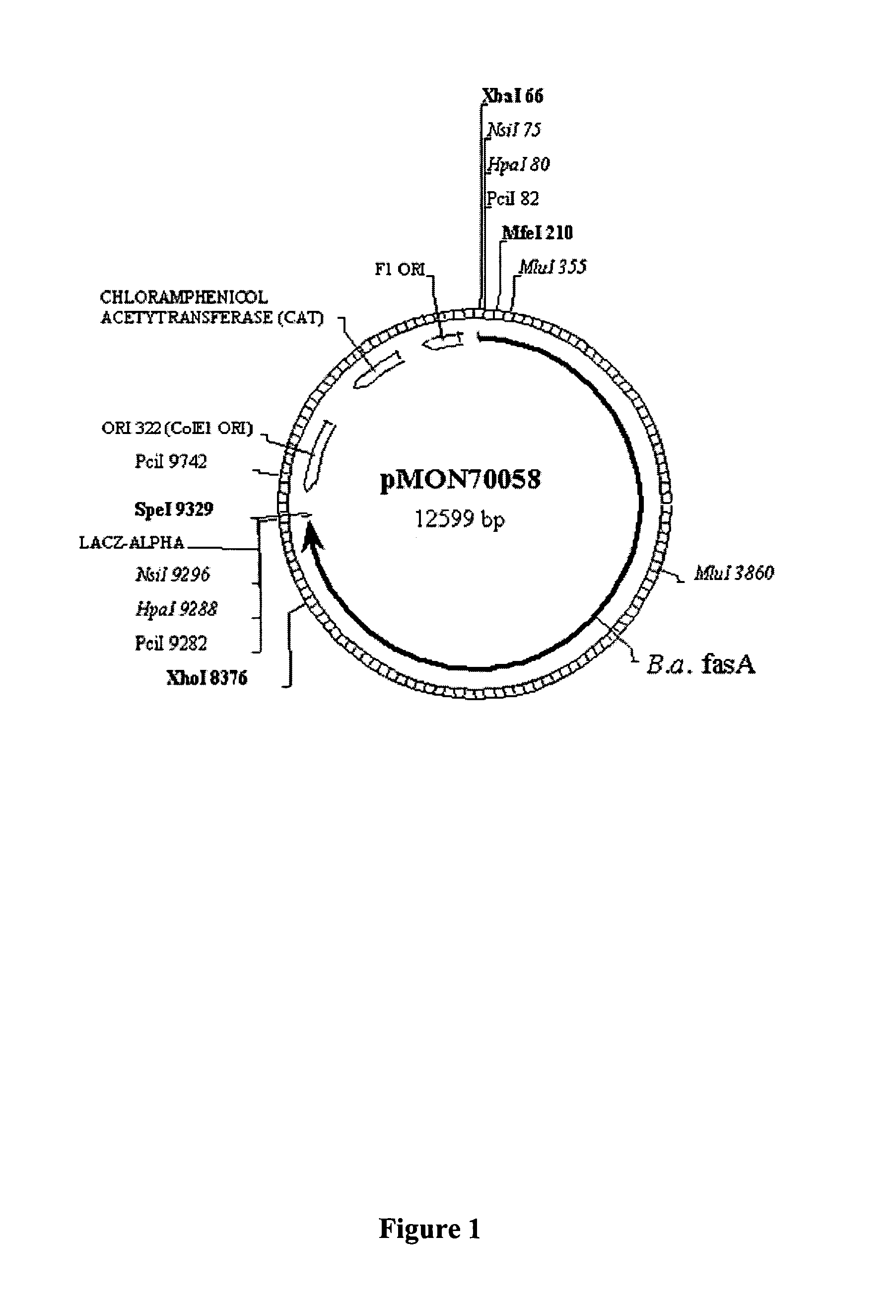 Elevation of fatty acid synthase levels in plants