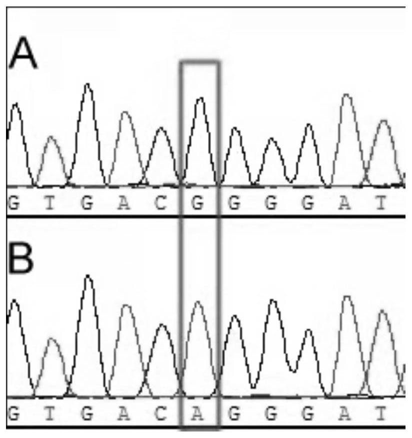 Molecular marker related to dwarfing of corn plant