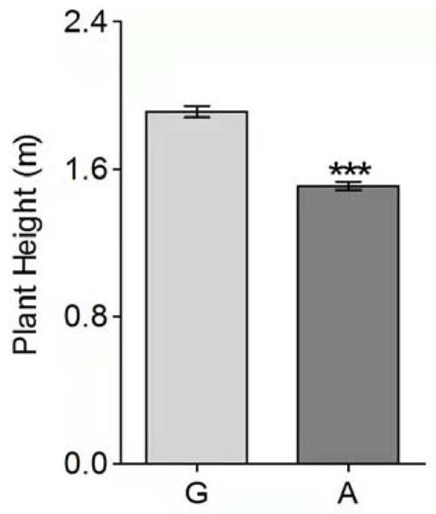 Molecular marker related to dwarfing of corn plant