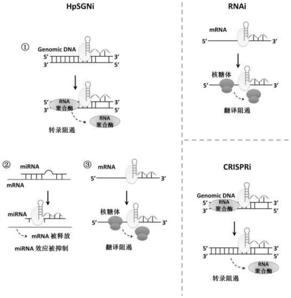 Composition and method for regulating any gene expression