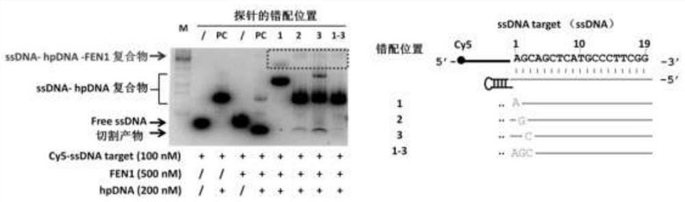 Composition and method for regulating any gene expression