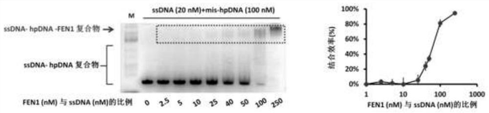 Composition and method for regulating any gene expression