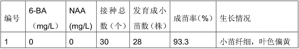 Daphniphyllum calycinum tissue culture method