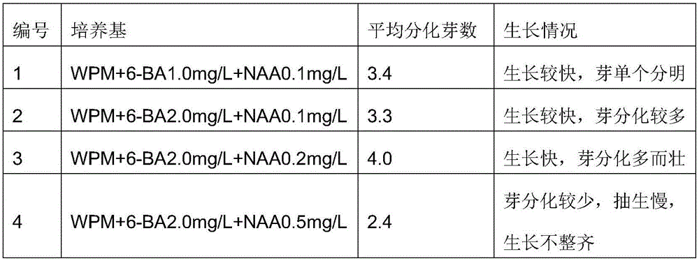 Daphniphyllum calycinum tissue culture method