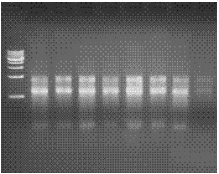 Lysis solution and application thereof in tissue or cell preservation and RNA (Ribonucleic Acid) extraction