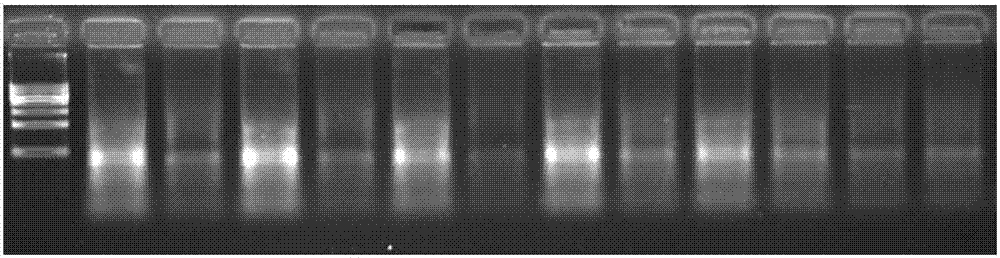 Lysis solution and application thereof in tissue or cell preservation and RNA (Ribonucleic Acid) extraction