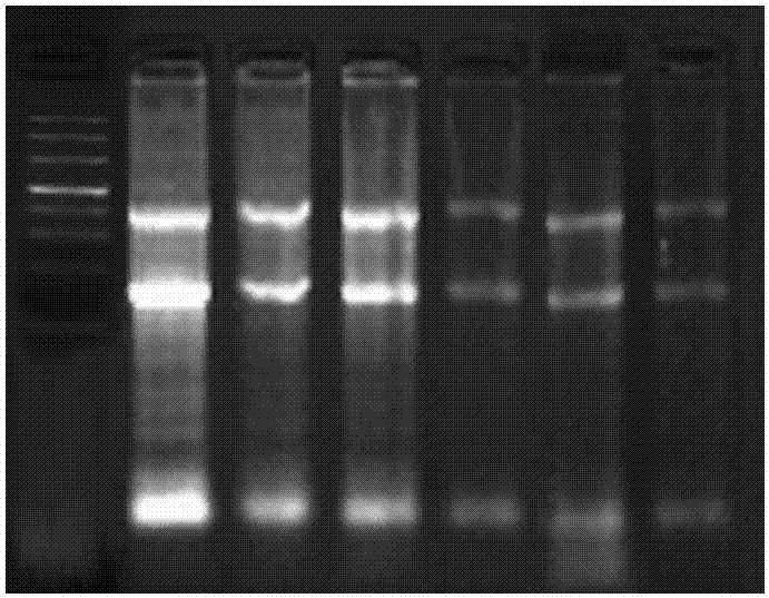 Lysis solution and application thereof in tissue or cell preservation and RNA (Ribonucleic Acid) extraction