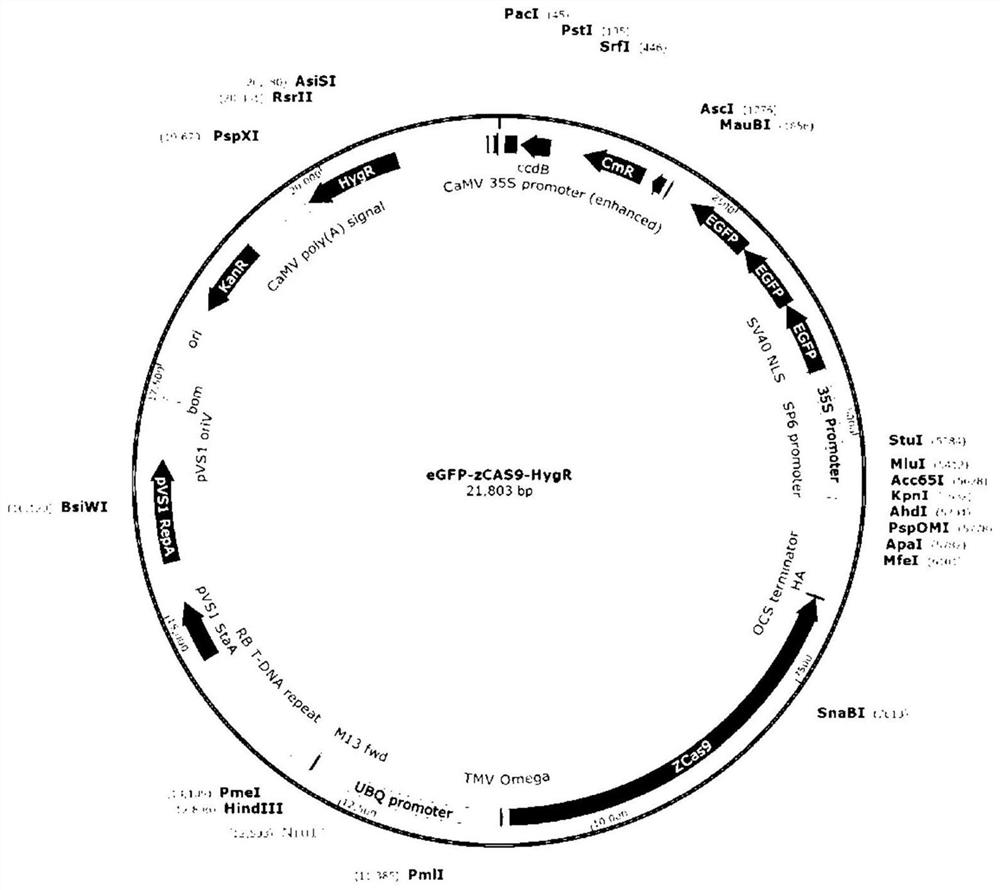 Strawberry genetic transformation system construction method