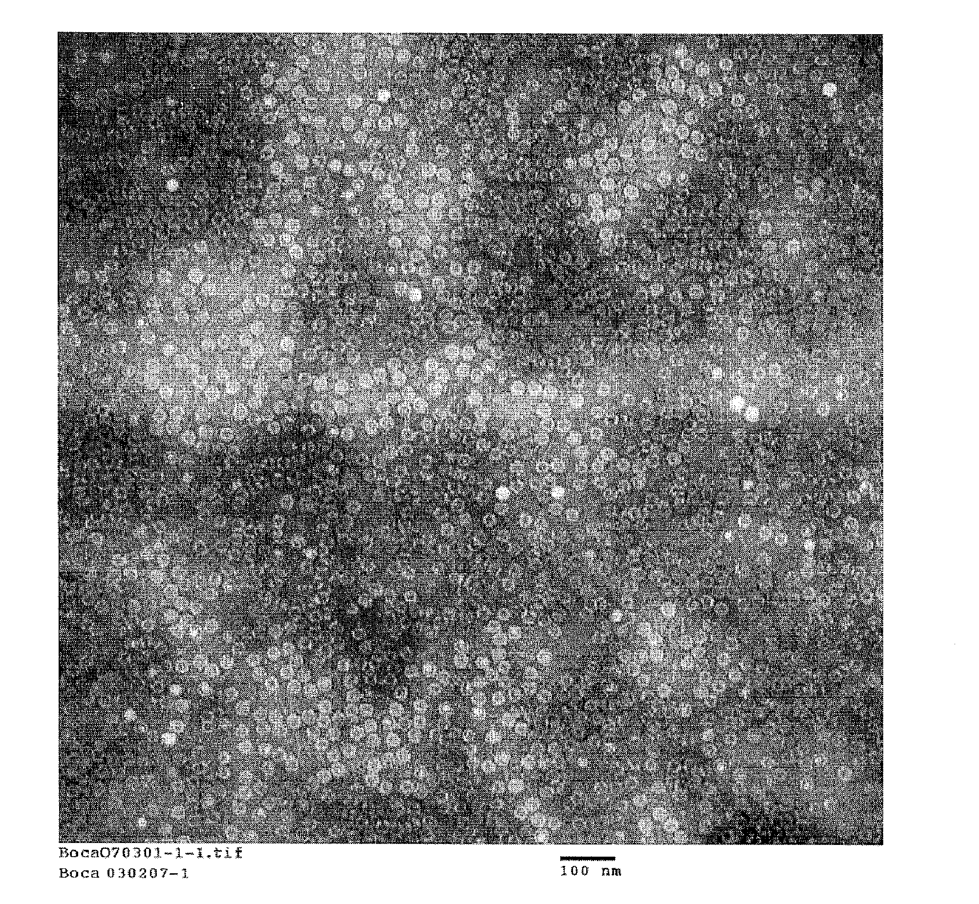 Compositions and processes relating to human bocavirus