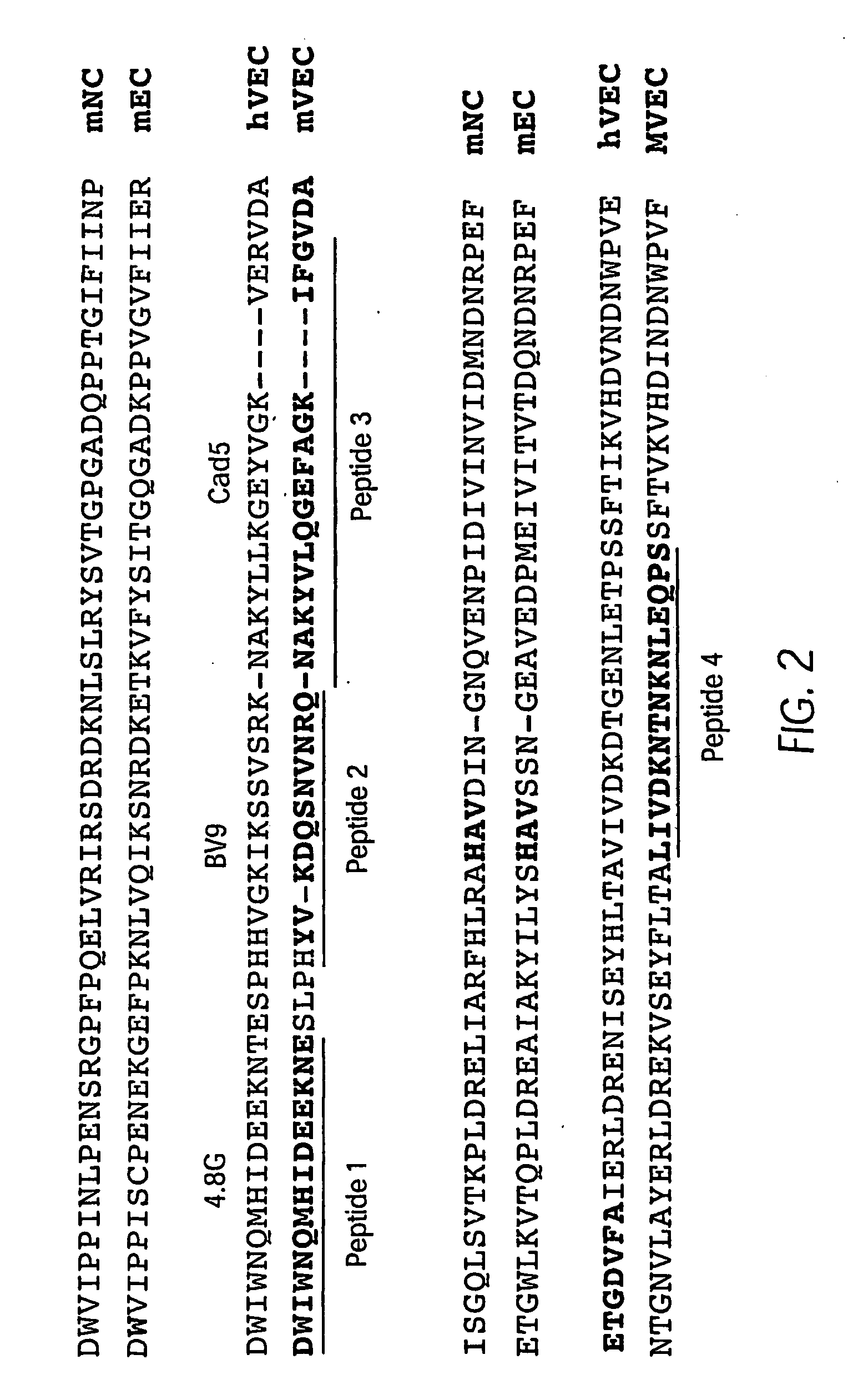 Antibody antagonists of ve-cadherin without adverse effects on vascular permeability