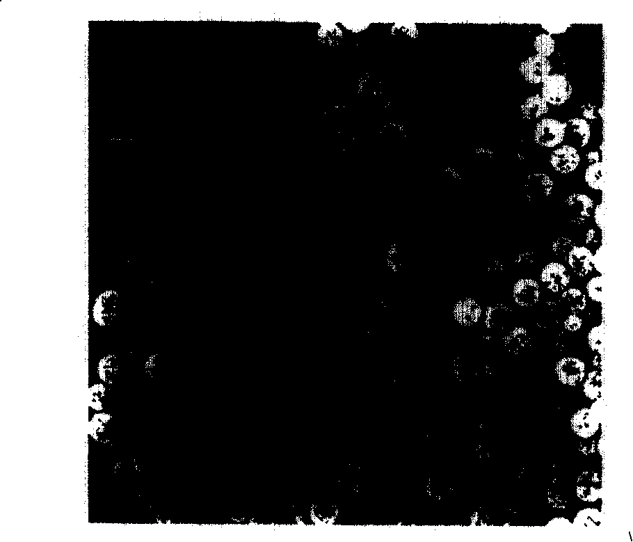 Method for synthesizing series single-dispersed ferrite nanometer magnetic beads