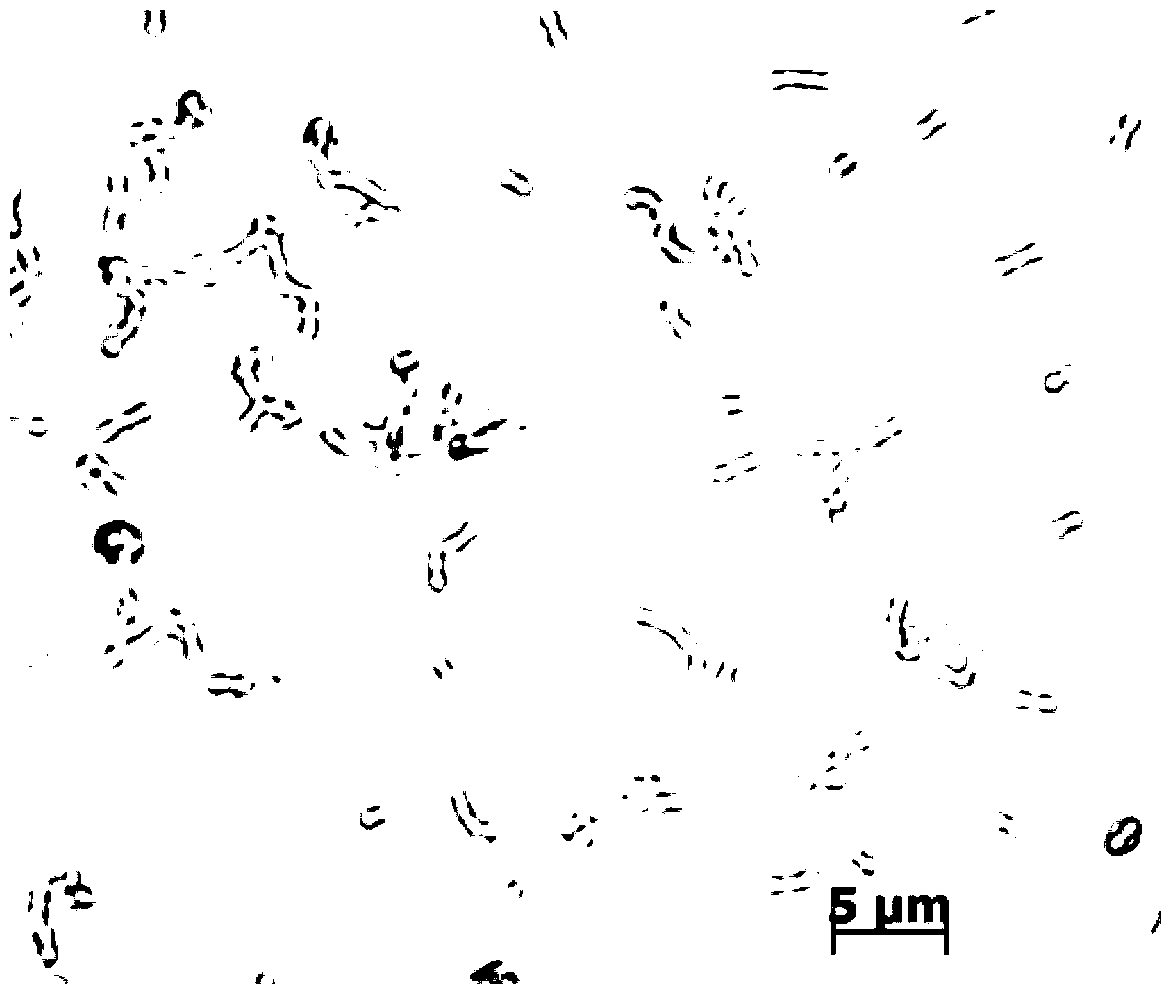 Application of Rhodoccus phridinivorans to degradation of zearalenone