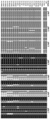 Transformed CRISPR/SaCas9 (clustered regularly interspaced short palindromic repeat/streptococcus pyogenes Cas9) system targeting at hepatitis B virus and application of system