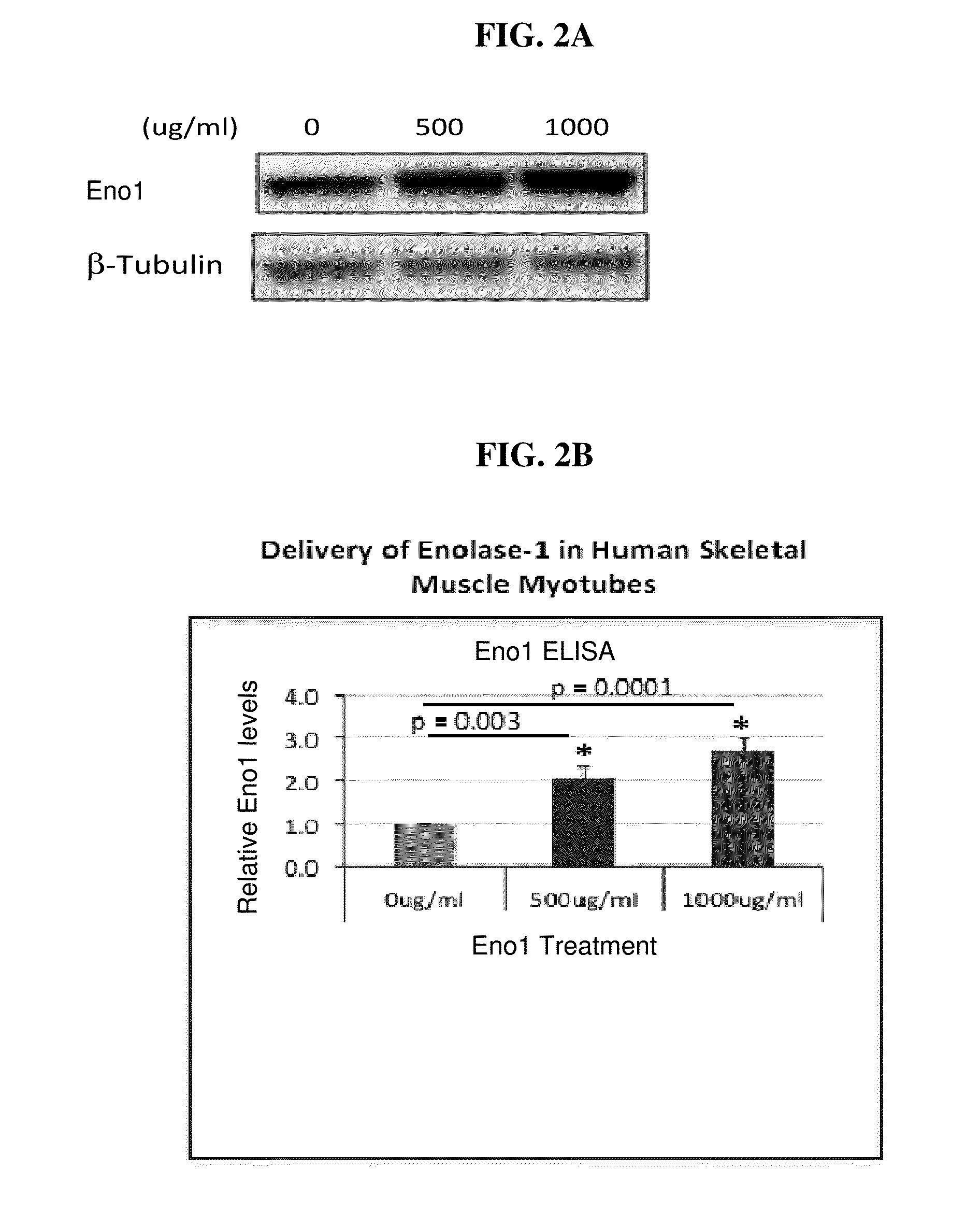 Enolase 1 (ENO1) compositions and uses thereof