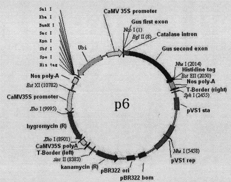 BGIos116 gene and application thereof