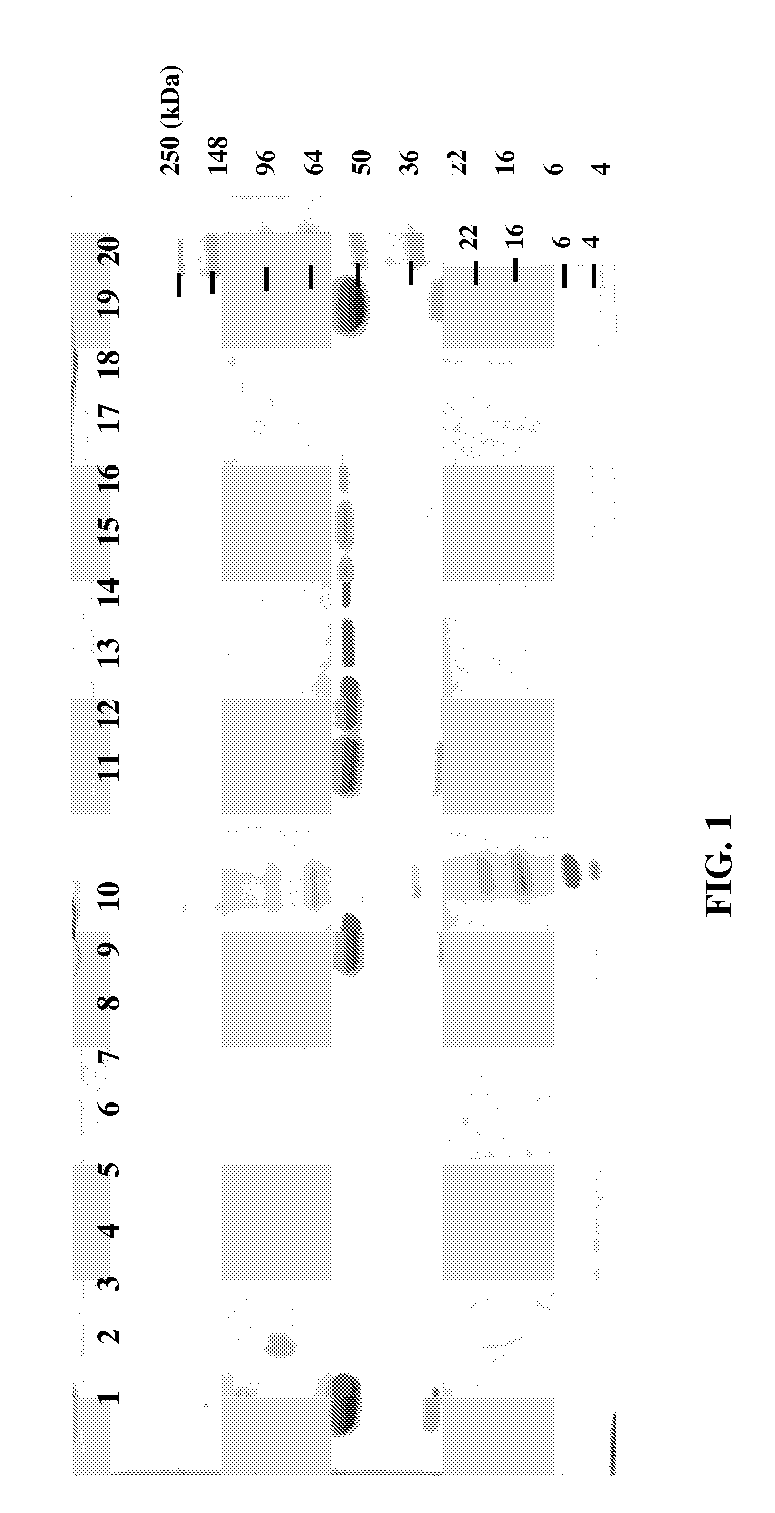 Recombinant FcRn and Variants Thereof for Purification of Fc-Containing Fusion Proteins