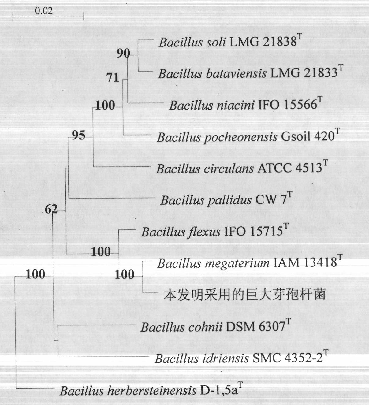 Method for preparing demethyl rapamycin by utilizing bacillus megaterium