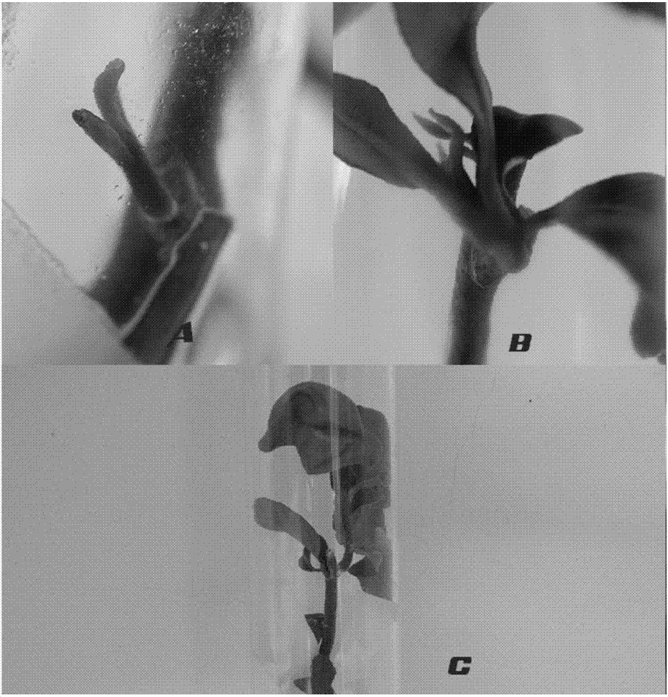 Stem-tip micro-bud grafting puncture method