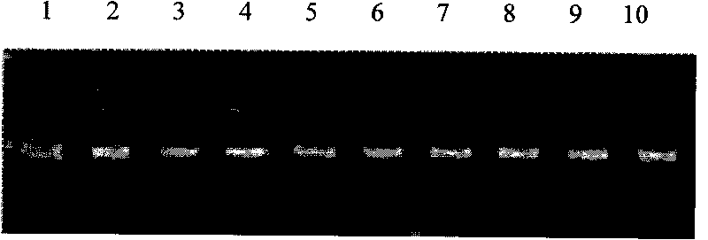 Single nucleotide polymorphism of GHRHR genes in dairy goat and detection method thereof