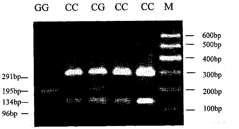 Single nucleotide polymorphism of GHRHR genes in dairy goat and detection method thereof