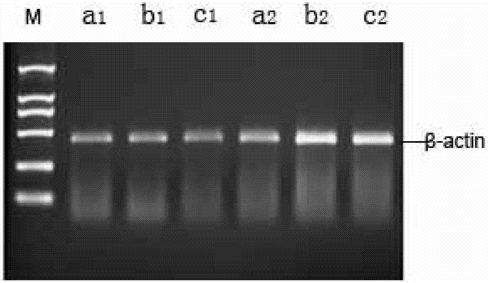 Deep cryogenic freezing method for tumor tissue blocks