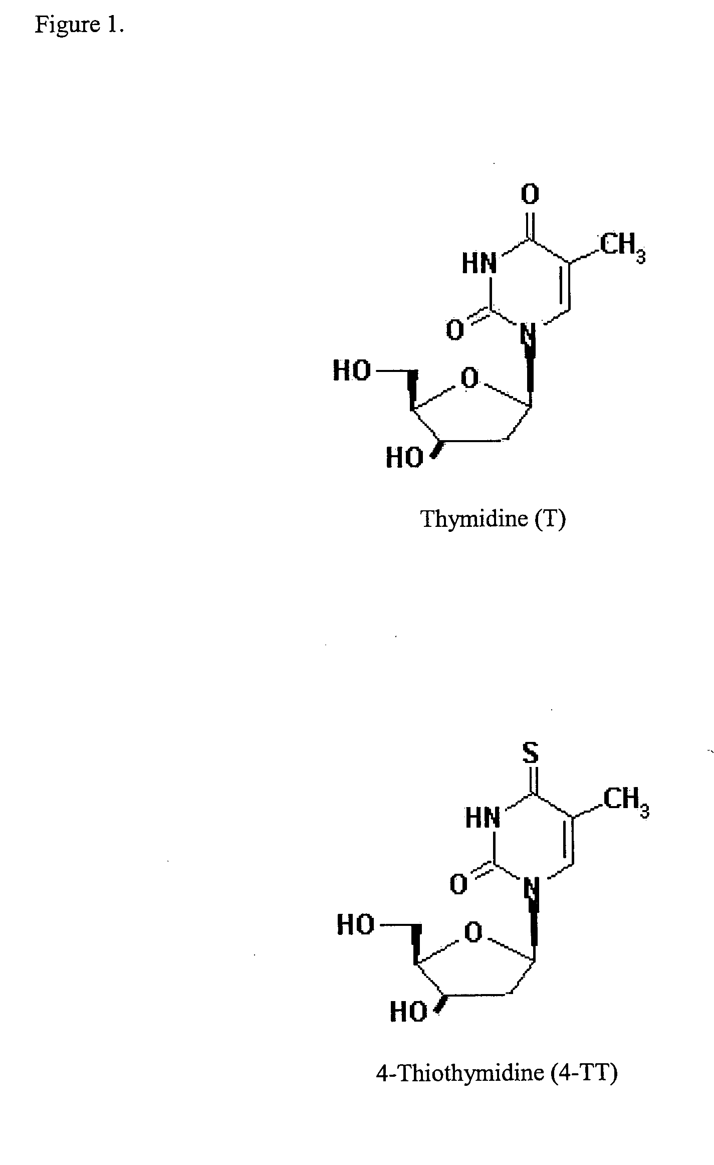 Sulfonated precursors of thymidine for the treatment of epithelial hyperplasias