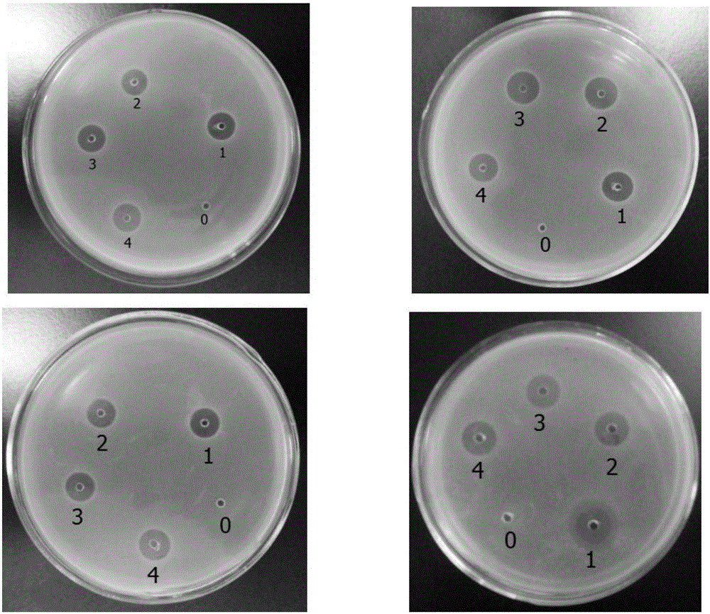 Bombina orientalis polypeptide, and preparation method and application thereof