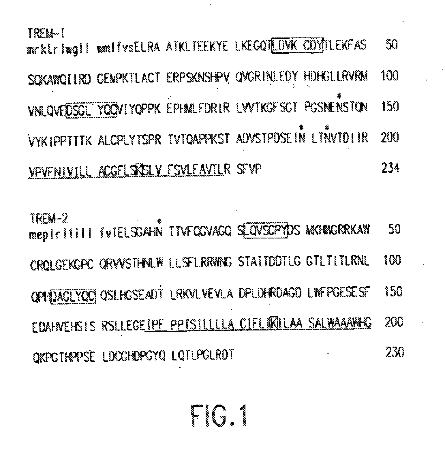 Novel receptor trem (triggering receptor expressed on myeloid cells) and uses thereof