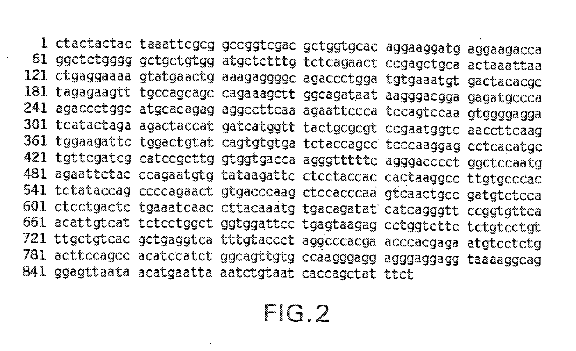 Novel receptor trem (triggering receptor expressed on myeloid cells) and uses thereof