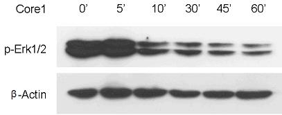 Polypeptide with effect of inhibiting activity of fibroblast growth factor receptor 3 and application thereof