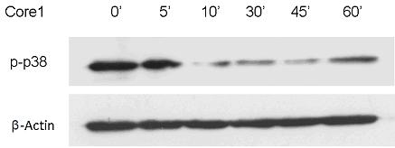 Polypeptide with effect of inhibiting activity of fibroblast growth factor receptor 3 and application thereof